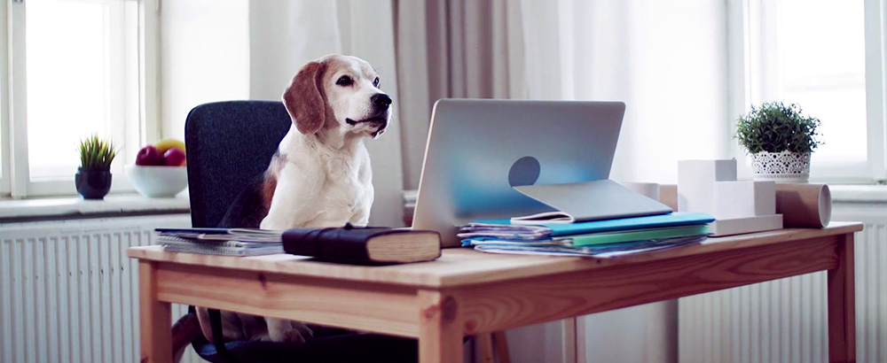 Peut-on faire un stage en télétravail ?