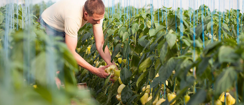 Les secteurs qui recrutent des saisonniers